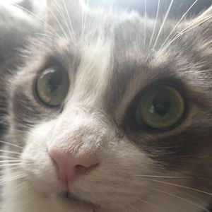 Meet your Posher, Adrian